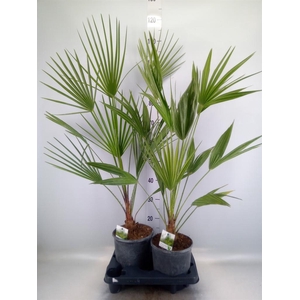 Chamaerops humilis