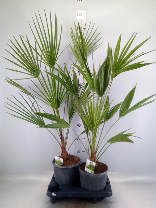 <h4>Chamaerops humilis</h4>