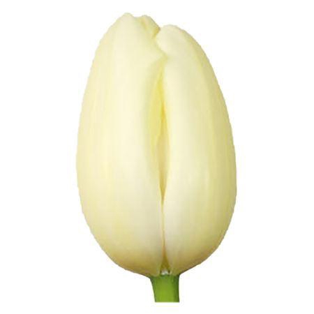 <h4>Tu En Maureen</h4>