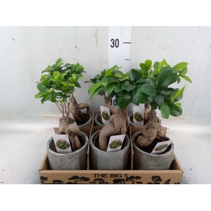 Ficus microcarpa 'Ginseng'