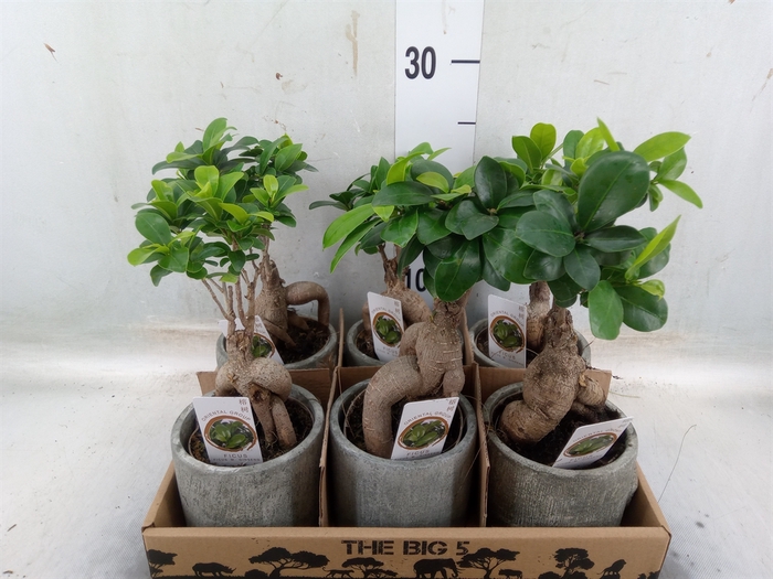 <h4>Ficus microcarpa 'Ginseng'</h4>