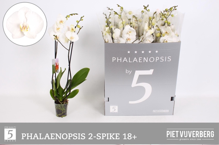 <h4>PHAL OV WIT</h4>