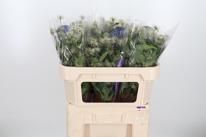 <h4>Clem Amazing Kibo</h4>