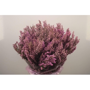 Erica Lilac Per Buunch
