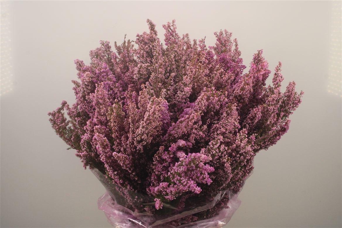 <h4>Erica Lilac Per Buunch</h4>