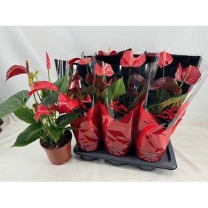 ANTHURIUM RED BULL P17 5+