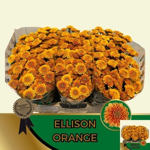 CHR S ELLISON ORANGE