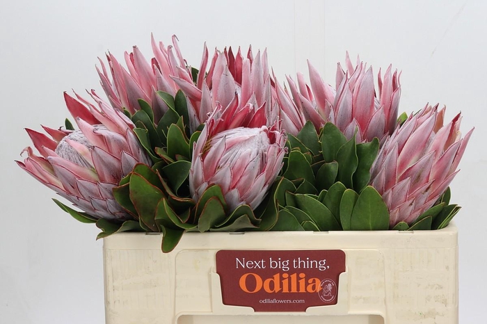 <h4>Protea Cynaroides</h4>