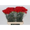 Dianthus St Gennaro