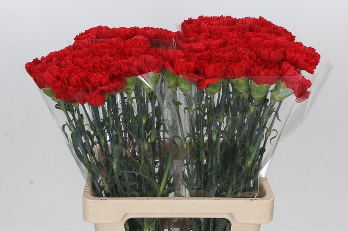 <h4>Dianthus St Gennaro</h4>