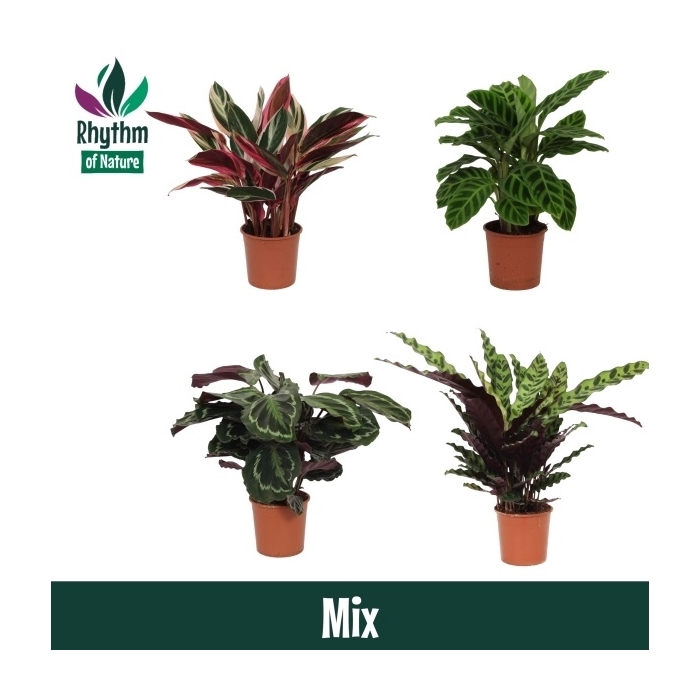 <h4>Calathea 14cm gemengd Rhythm of Nature</h4>