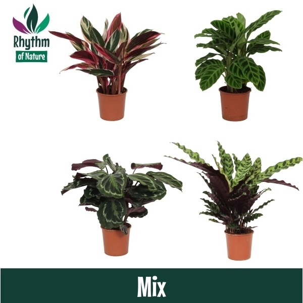 <h4>Calathea 14cm gemengd Rhythm of Nature zonder hoes</h4>