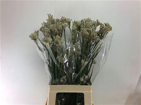 <h4>ANIGOZ BUSH DIAMOND</h4>