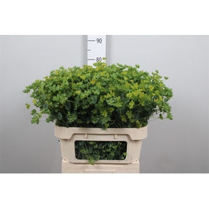 Bupleurum Rotundifol