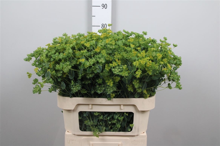 <h4>Bupleurum Rotundifol</h4>