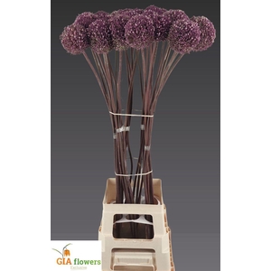 Allium Summer Drummer