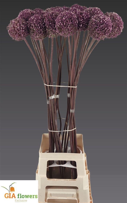 <h4>Allium Summer Drummer</h4>