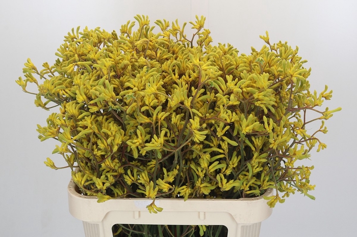 <h4>Anigozanthos Bush Down</h4>