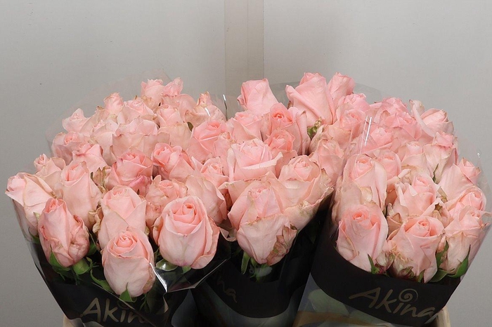 <h4>R Gr Baby Doll</h4>