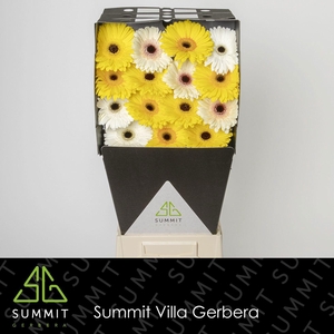 GE GR MIXED YELLOW