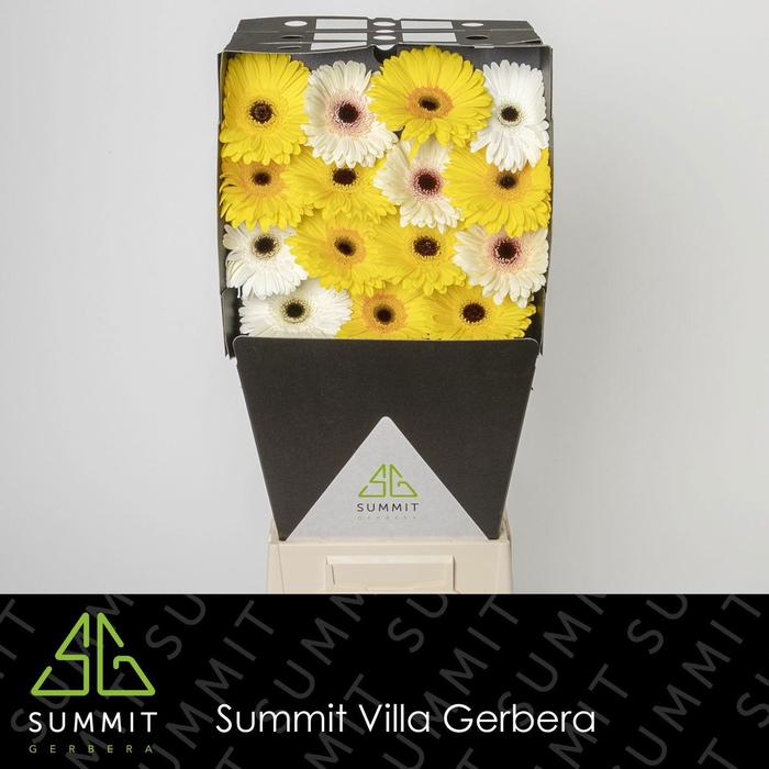 <h4>GE GR MIXED YELLOW</h4>