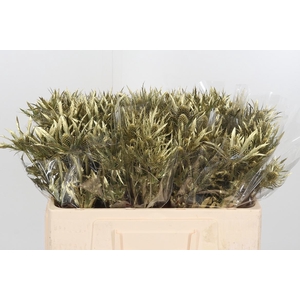 Eryngium Planum Gold