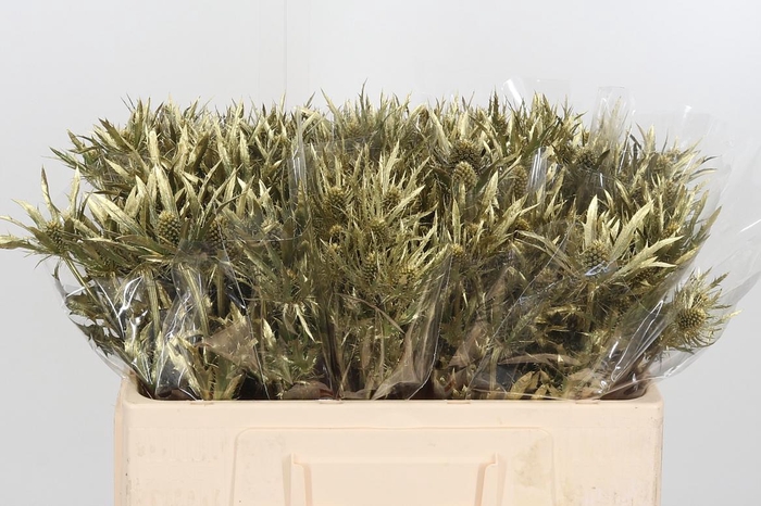 <h4>Eryngium Planum Gold</h4>