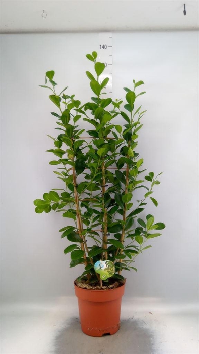 <h4>Ficus microcarpa 'Moclame'</h4>