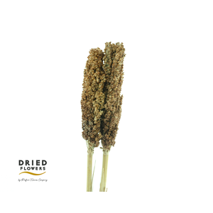 Dried Sorghum Natural