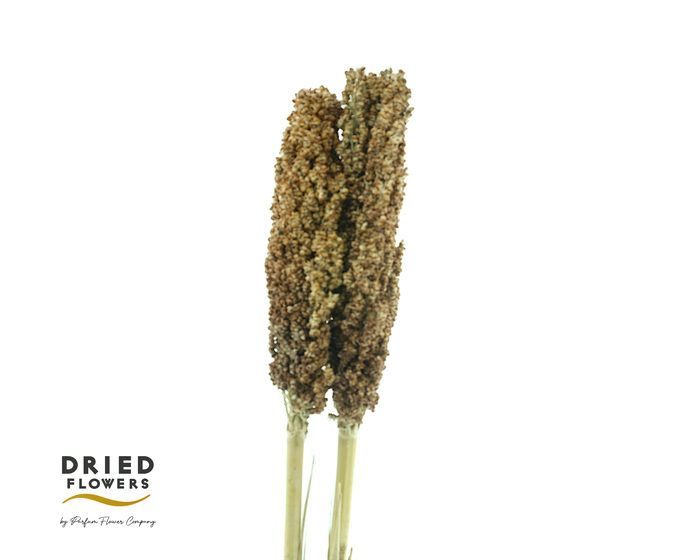Dried Sorghum Natural