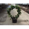 FICUS BENJAMINA