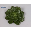 Echeveria Affinus Cutflower Wincx-5cm