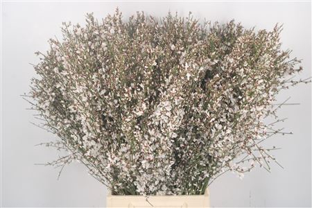 <h4>GINSTER WHITE PER BUNCH</h4>