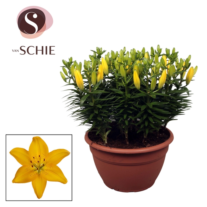 <h4>Az Matrix Yellow XL 15pp</h4>