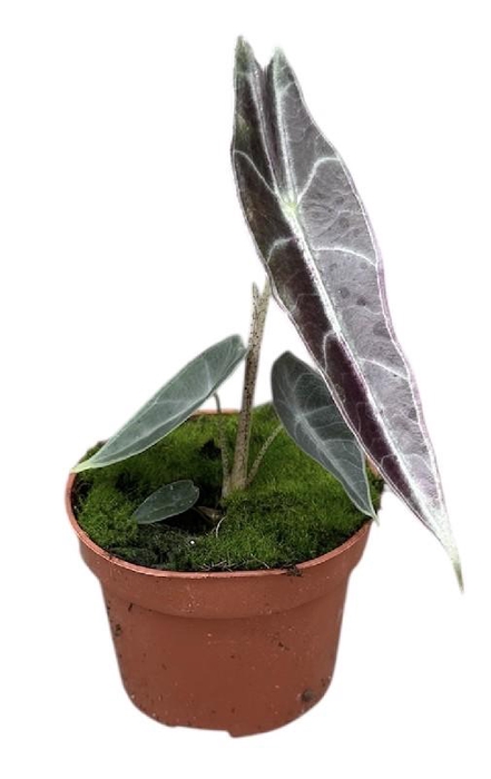 <h4>Alocasia Overig Longiloba Purple</h4>