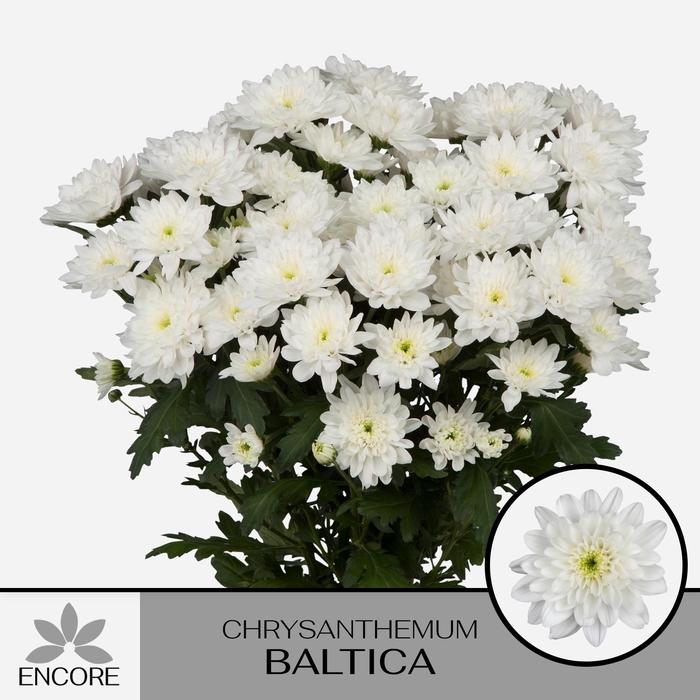 <h4>CHR T BALTICA</h4>