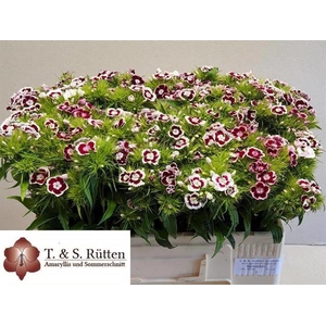 Di Barbatus Red White Ruetten