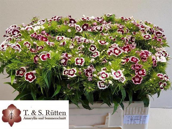 <h4>Di Barbatus Red White Ruetten</h4>