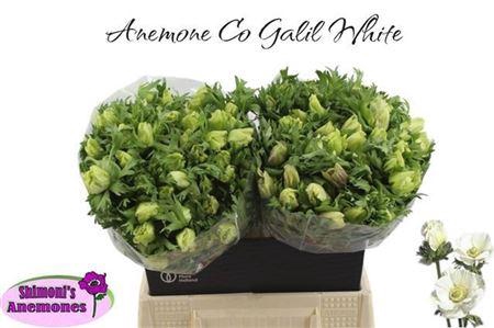 <h4>ANEM CO GALIL WIT</h4>