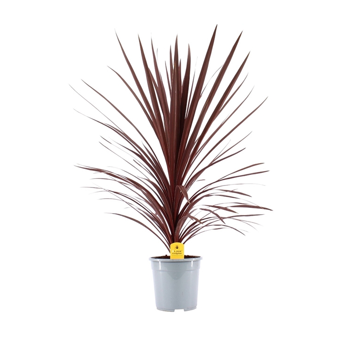 <h4>Cordyline Australis Red Star - 24cm</h4>