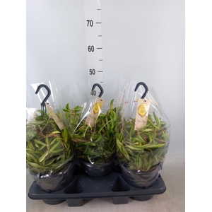 Hoya wayetii 'Tricolor'