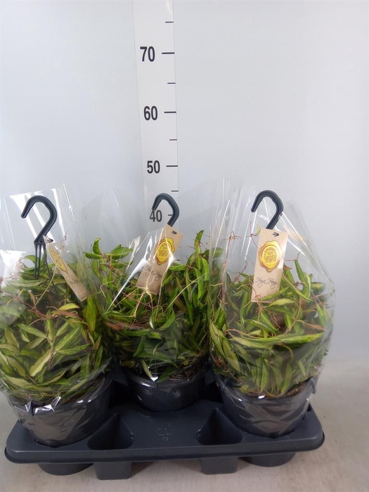 <h4>Hoya wayetii 'Tricolor'</h4>