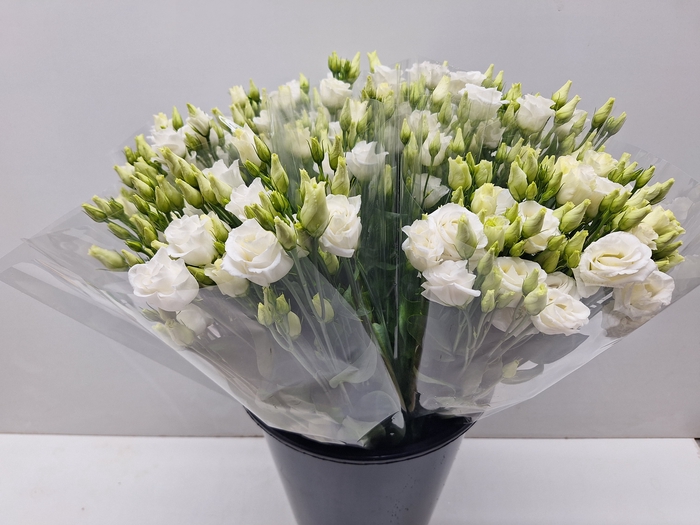 <h4>Mono Lisianthus Wit x4</h4>