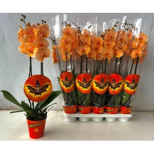 .Phalaenopsis paint orange Halloween