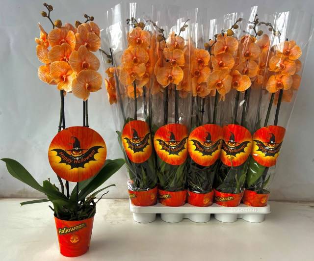 <h4>.Phalaenopsis paint orange Halloween</h4>