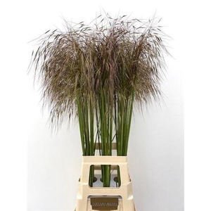 Siergras Stipa Gigantea