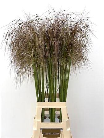 <h4>Siergras Stipa Gigantea</h4>