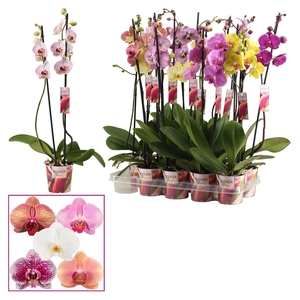 Phalaenopsis 2 tak 15+ mix lang (Scenza)