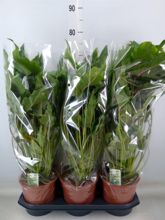 <h4>Philodendron xanadu</h4>