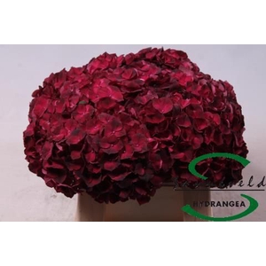 HYDR M MAG DARK RUBY